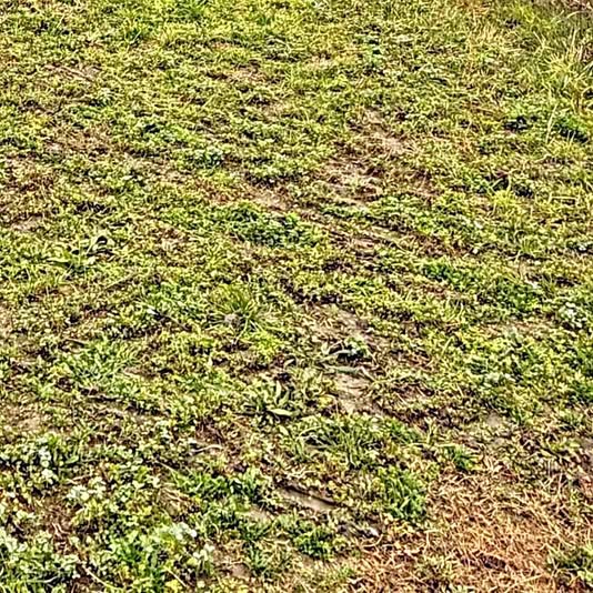 Kupujem građevinsko zemljište ili staru kuću. Nuštar